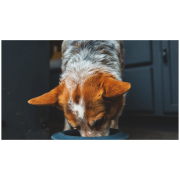 Zdjelica za psa Ruffwear Basecamp™ Anti-Splash Insert