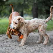 Igračka za psa Explorer Dog AirBall 6,5 cm