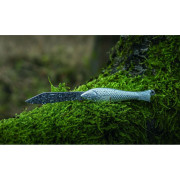 Sklopivi nož Mikov Rybička 130-NZn-1