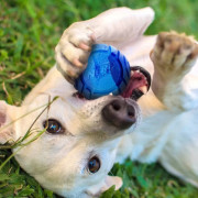 Igračka za psa Nerf Dog Set Lightning & Sonic