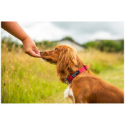 Ogrlica za psa Mountain Paws Extra Tough Dog Collar