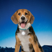 Svjetleća ogrlica za psa Nite Ize SpotLit Collar Light
