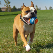 Igračka za psa Nerf Dog Small Tennis Balls 3 pcs