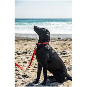 Ogrlica za psa Mountain Paws Waterproof Dog Collar