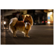Ogrlica za psa Curli Glow Reflective