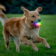 Igračka za psa Nite Ize GlowStreak Wild LED Ball
