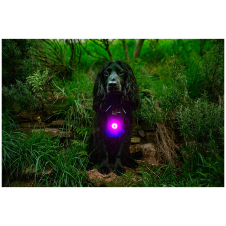 Svjetlo za psa Mountain Paws Dog safety light 2-Pack