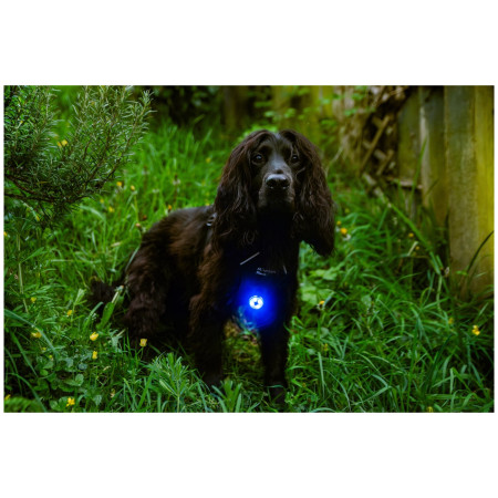 Svjetlo za psa Mountain Paws Dog safety light 2-Pack