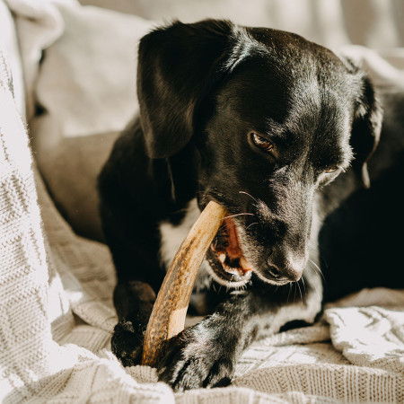 Igračka za psa Explorer Dog Antler Chew easy