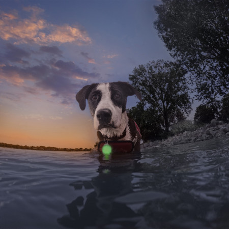Svjetlo za psa Nite Ize SpotLit® Splash™