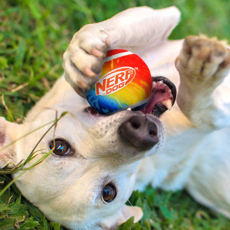 Igračka za psa Nerf Dog Blaster + Tennis Balls 2 pcs