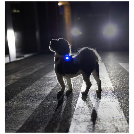 Svjetlo za psa Curli Luumi Safety LED Lights rechargeable