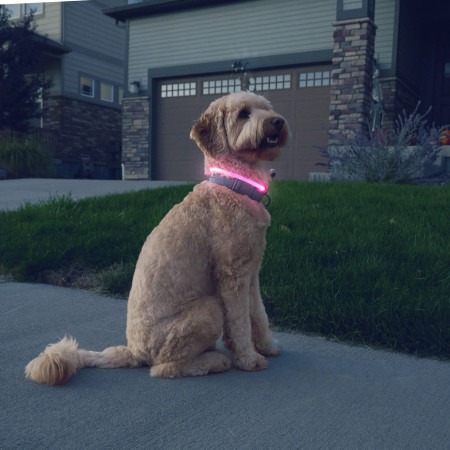 Svjetleća ogrlica za psa Nite Ize NiteHowl® Rechargeable LED Safety Necklace