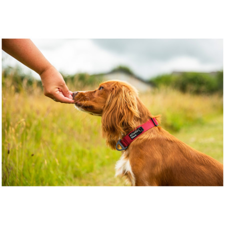 Ogrlica za psa Mountain Paws Extra Tough Dog Collar