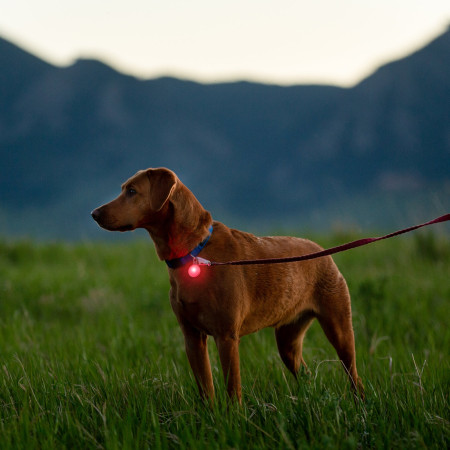 Svjetlo za psa Nite Ize Spotlit Rechargeable Collar Light - Disc-O Tech