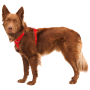 Ogrlica za psa Ruffwear Front Range® Harness