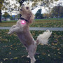 Svjetleća ogrlica za psa Nite Ize SpotLit Rechargeable Collar Light