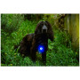 Svjetlo za psa Mountain Paws Dog safety light 2-Pack