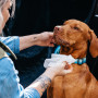 Mokre maramice za pse Explorer Dog Prirodne vlažne maramice za pse, 40 kom.