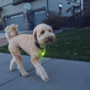 Svjetleća ogrlica za psa Nite Ize SpotLit Rechargeable Collar Light