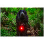 Svjetlo za psa Mountain Paws Dog Safety Light