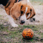 Igračka za psa Explorer Dog AirBall Tips 8 cm