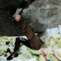 Ženske hlače Wild Country Sequence Pant Woman