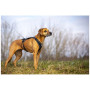 Povodac za psa Curli Ultra Strong Pocket Leash