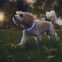 Svjetleća ogrlica za psa Nite Ize NiteHowl® Rechargeable LED Safety Necklace