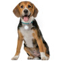 Svjetleća ogrlica za psa Nite Ize SpotLit Rechargeable Collar Light