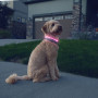 Svjetleća ogrlica za psa Nite Ize NiteHowl® Rechargeable LED Safety Necklace
