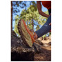 Ženske tenisice za trčanje New Balance Fresh Foam X More Trail v3