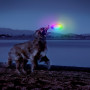 Igračka za psa Nite Ize Flashflight® Dog Discuit™ LED Flying Disc
