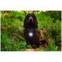 Svjetlo za psa Mountain Paws Dog safety light 2-Pack