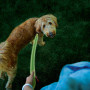 Povodac za psa Nite Ize LED NiteDog