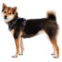 Ogrlica za psa Ruffwear Front Range® Harness